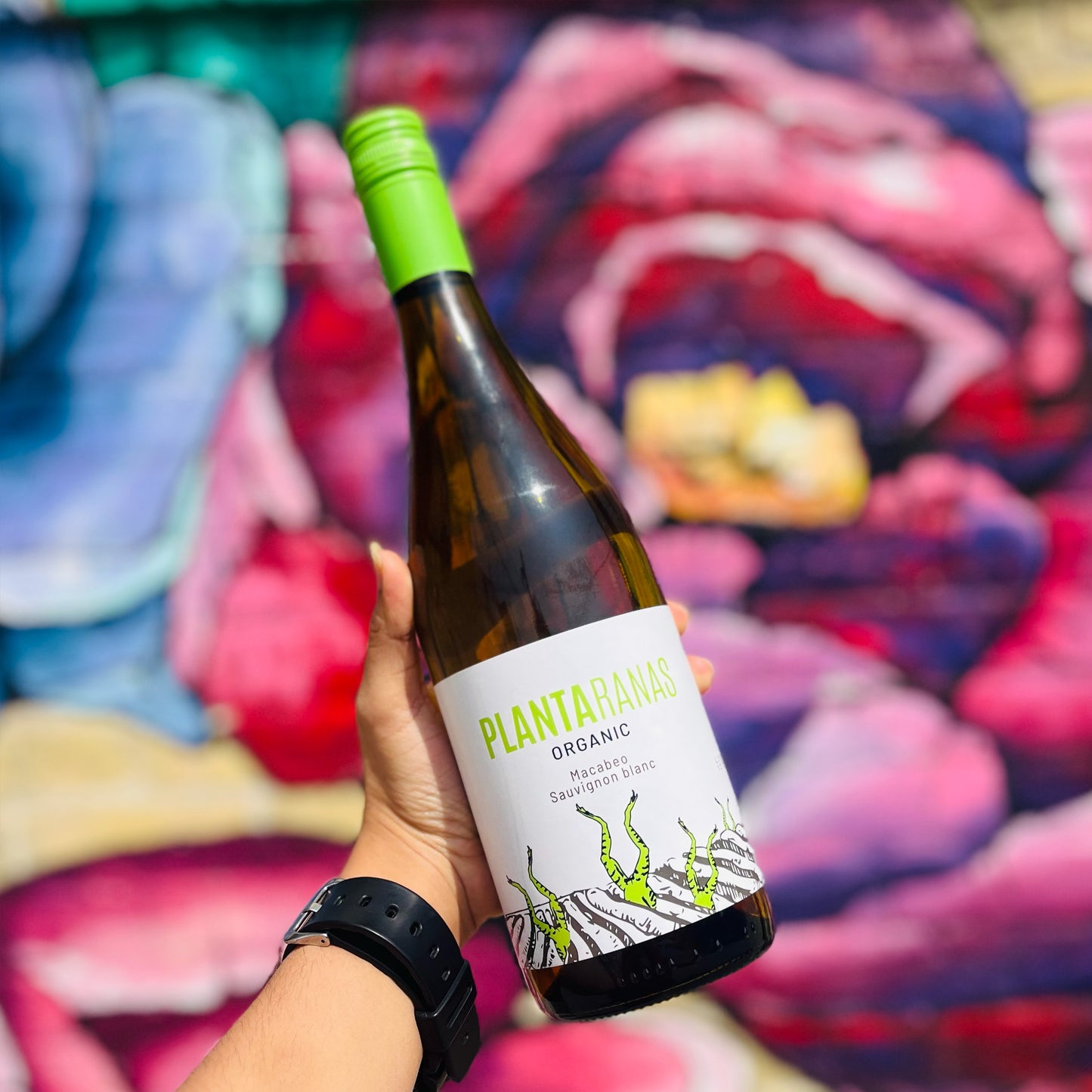 PLANTARANAS MACABEO/SAUVIGNON BLANC