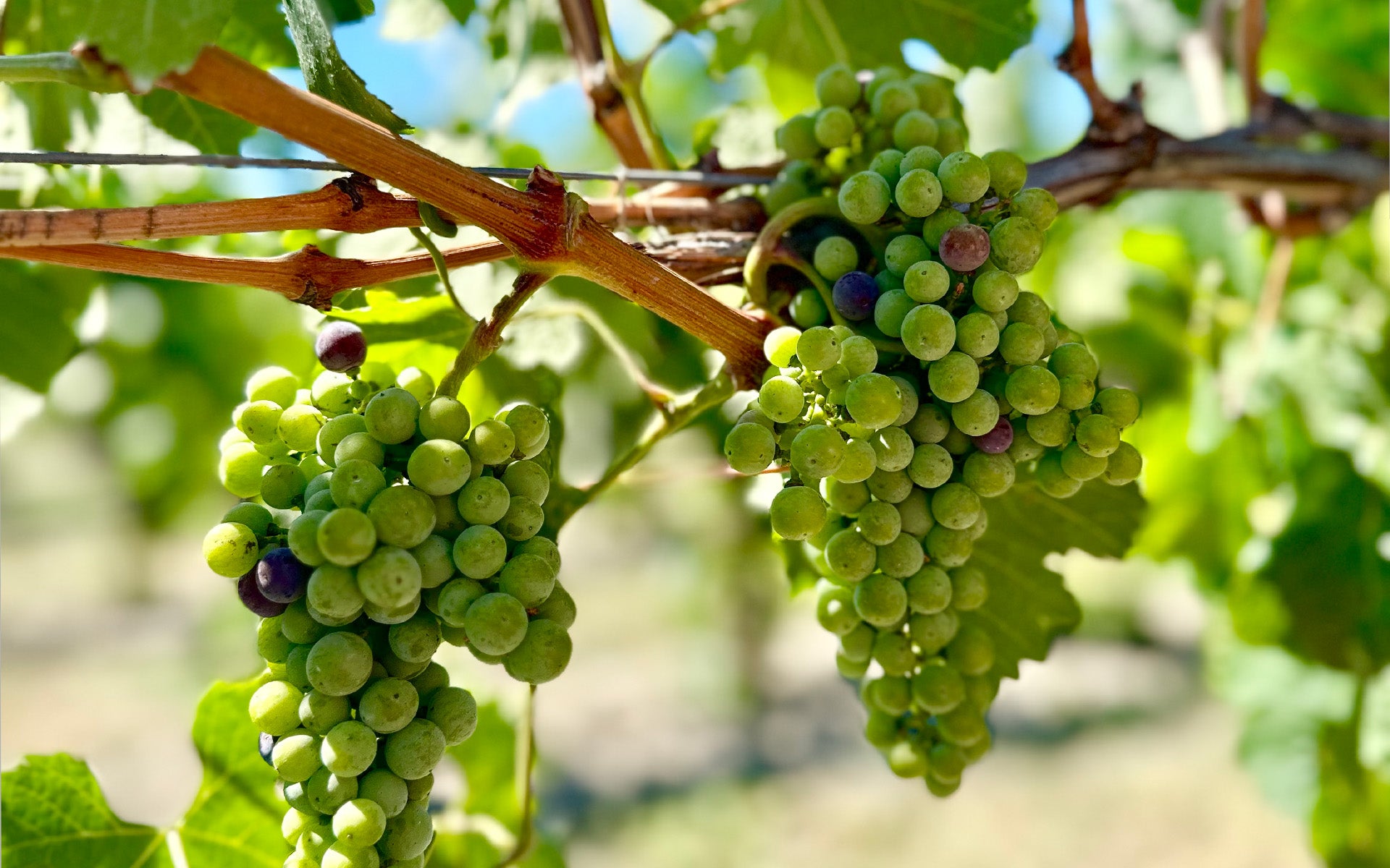 Vino Stars – The Pourium