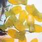 SQUISH ALOHA VEGAN CANDY
